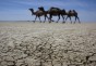 В Казахстане наркоман на грузовике задавил 15 верблюдов, приняв их за злых духов