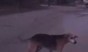 Водитель умышленно сбил собаку и похвастался (видео)