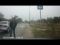 Непоколебимый пешеход (видео)