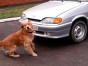 Женщину, сбившую собаку, лишили водительских прав