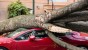 Капризы природы: возможно ли возмещение ущерба после падения дерева на автомобиль